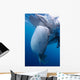Whale Shark Feeds Surface Wall Decal Design 2