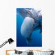 Whale Shark Feeds Surface Wall Decal Design 2