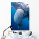Whale Shark Feeds Surface Wall Decal Design 2