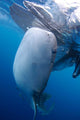 Whale Shark Feeds Surface Wall Decal Design 2