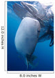 Whale Shark Feeds Surface Wall Decal Design 2