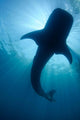 Whale Shark Silhouette Cenderawasih Wall Decal Design 1
