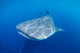 Single Whale Shark Swimming Wall Decal Design 1