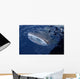 Whale Shark Breaks Surface Wall Decal