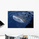 Whale Shark Breaks Surface Wall Decal