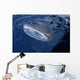 Whale Shark Breaks Surface Wall Decal