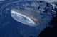 Whale Shark Breaks Surface Wall Decal