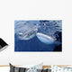 Two Whale Sharks Bump Wall Decal Design 2