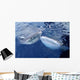 Two Whale Sharks Bump Wall Decal Design 2