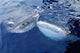 Two Whale Sharks Bump Wall Decal Design 2