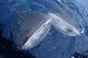 Two Whale Sharks Bump Wall Decal Design 1