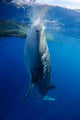Whale Shark Feeds Surface Wall Decal Design 1
