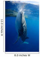Whale Shark Feeds Surface Wall Decal Design 1