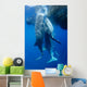 Two Whale Sharks Feeding Wall Decal Design 1