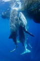 Two Whale Sharks Feeding Wall Decal Design 1
