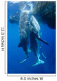 Two Whale Sharks Feeding Wall Decal Design 1