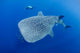 Diver Interacts with Whale Wall Decal Design 2