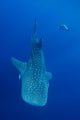 Diver Interacts with Whale Wall Decal Design 1
