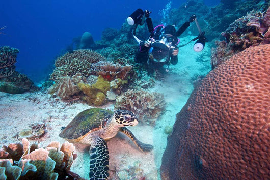 Diver and Hawksbill Turtle Wall Decal