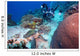 Diver and Hawksbill Turtle Wall Decal