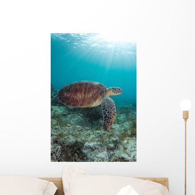 Green Sea Turtle Swimming Wall Decal Design 3 shown on a wall