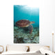 Green Sea Turtle Swimming Wall Decal Design 3