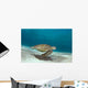 Green Sea Turtle Swims Wall Decal Design 1