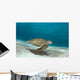 Green Sea Turtle Swims Wall Decal Design 1
