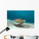 Green Sea Turtle Swims Wall Decal Design 1