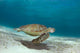 Green Sea Turtle Swims Wall Decal Design 1