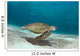 Green Sea Turtle Swims Wall Decal Design 1