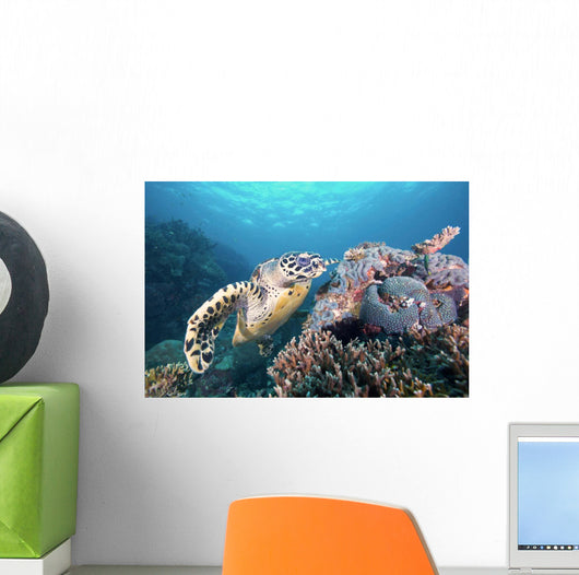 Hawksbill Turtle Looking for Wall Decal