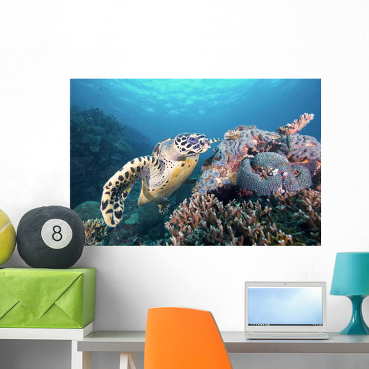 Hawksbill Turtle Looking for Wall Decal