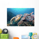 Hawksbill Turtle Looking for Wall Decal
