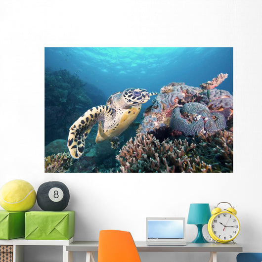 Hawksbill Turtle Looking for Wall Decal