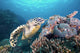 Hawksbill Turtle Looking for Wall Decal
