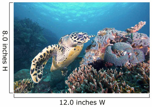 Hawksbill Turtle Looking for Wall Decal