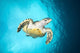 Hawksbill Turtle Descending from Wall Decal
