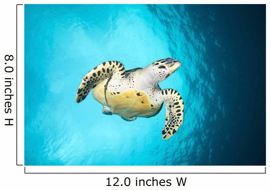 Hawksbill Turtle Descending from Wall Decal