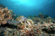 Hawksbill Turtle Coral Reef Wall Decal