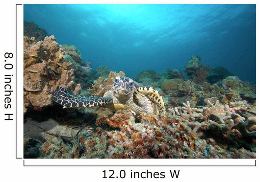 Hawksbill Turtle Coral Reef Wall Decal