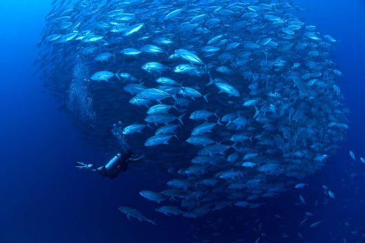 Diver Enters School Bigeye Wall Decal