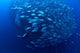 Diver Enters School Bigeye Wall Decal