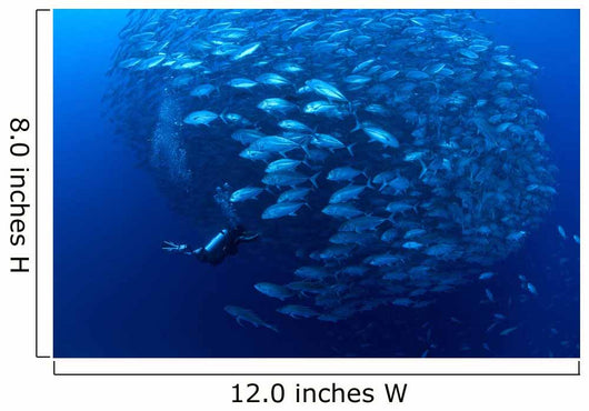 Diver Enters School Bigeye Wall Decal