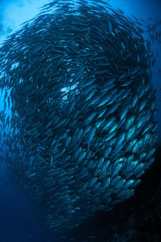 Bigeye Trevally Schooling Balicasag Wall Decal