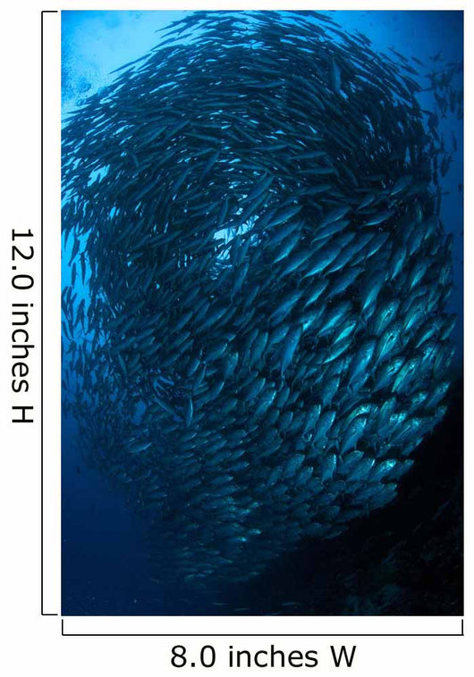 Bigeye Trevally Schooling Balicasag Wall Decal
