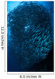 Bigeye Trevally Schooling Balicasag Wall Decal