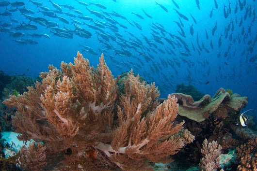Coral Reef and School Wall Decal