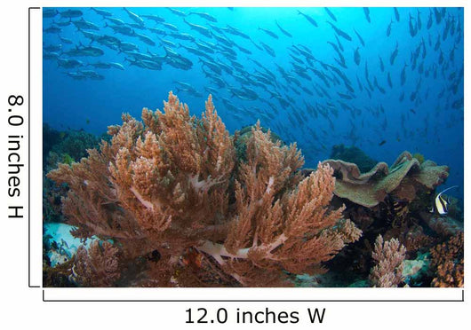 Coral Reef and School Wall Decal