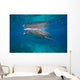 Whale Shark Feeding Bohol Wall Decal Design 6